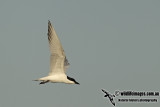 Gull-billed Tern a4674.jpg