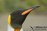 King Penguin a5657.jpg