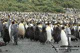 King Penguin a6515.jpg