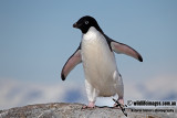 Adelie Penguin a1839.jpg