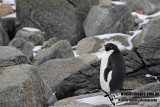 Adelie Penguin a6677.jpg