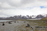 Antarctic_Fur_Seal_a6744.jpg