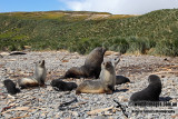 Antarctic_Fur_Seal_a7677.jpg