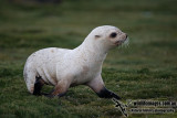 Antarctic_Fur_Seal_a9484.jpg