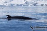 Antarctic Minkie Whale a3593.jpg