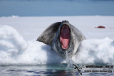 Leopard Seal a1514.jpg