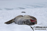 Weddell Seal a3937.jpg