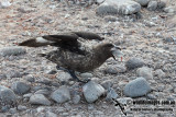 Southern Skua a1038.jpg