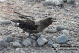 Southern Skua a1039.jpg