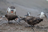 Southern Skua a3751.jpg