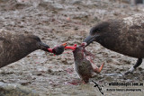 Southern Skua a3787.jpg