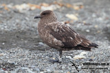 Southern Skua a3990.jpg