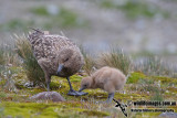 Southern Skua a8161.jpg