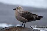 South Polar Skua a6713.jpg