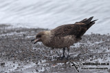 South Polar Skua a9581.jpg