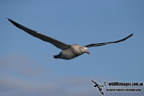 Wandering Albatross a6352.jpg