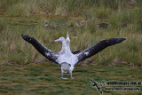 Wandering Albatross a9572.jpg