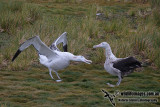 Wandering Albatross a9602.jpg