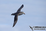 Northern Giant-Petrel a6471.jpg