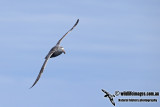 Northern Giant-Petrel a6588.jpg