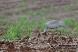 Sarus Crane a3651.jpg