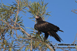 Wedge_tailed_Eagle_a2211.jpg