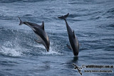 Dusky Dolphin a9840.jpg