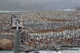 Remote camera on Penguin colony a8449.jpg