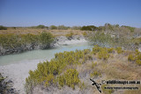 Mangroves a3078.jpg