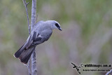 White-bellied Cuckoo-shrike a3724.jpg