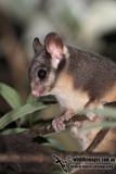 Leadbeaters Possum 8677.jpg