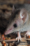 White-footed Dunnart 9927.jpg