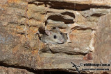 Arnhem Land Rock Rat 9626.jpg