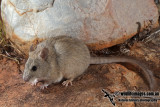 Central Rock Rat 5646.jpg