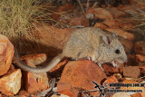 Central Rock Rat 5427.jpg