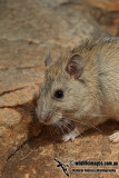 Central Rock Rat 5712.jpg