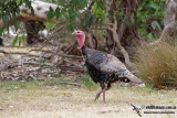 Feral Turkey 3252.jpg