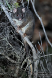Western Ringtail Possum 4179.jpg