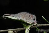 Little Pygmy Possum