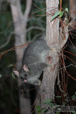 Common Brushtail Possum 4178.jpg