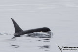 Killer Whale TypeD a2085.jpg
