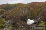 Southern Royal Albatross a3692.jpg