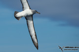 Salvins Albatross 9409.jpg