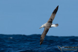Salvins Albatross 9412.jpg