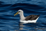 Bullers Albatross 9555.jpg