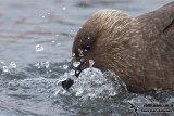 South Polar Skua a3724.jpg