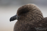 South Polar Skua a6721.jpg