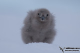 South Polar Skua a7332.jpg