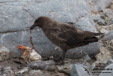 Southern Skua a4140.jpg