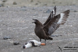 Southern Skua a6030.jpg